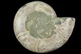 Bargain, Agatized Ammonite Fossil (Half) - Madagascar #111508-1